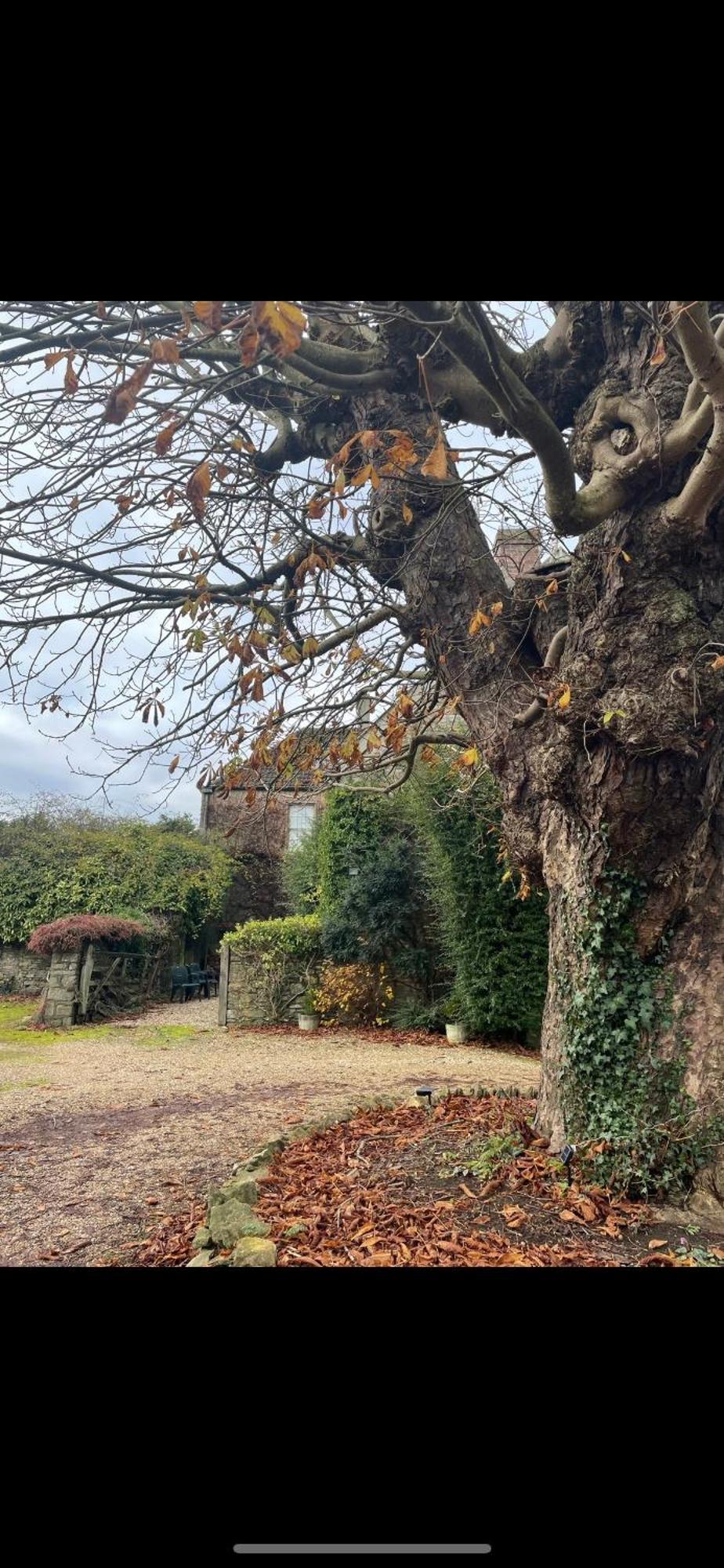 The Wing At Old Hundred